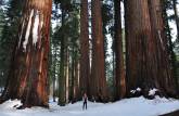 Junto a um imponente grupo de enormes sequoias no Sequoia National Park, na Califórnia - EUA